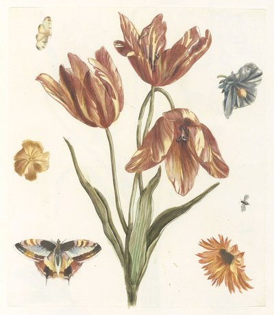 Tulipes, autres fleurs, papillons et une mouche - Anonymous