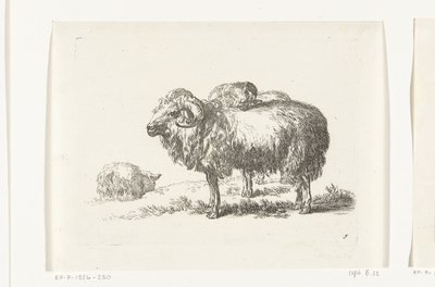 Deux boucs et un mouton couché - Anonymous
