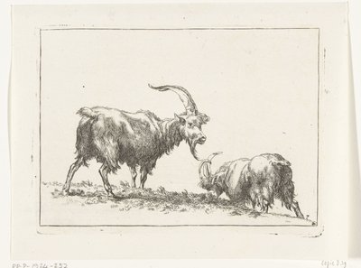 Chèvres et moutons d