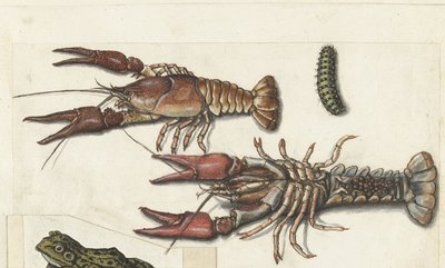 Deux langoustines et une chenille - Anonymous