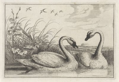Deux cygnes - Anonymous