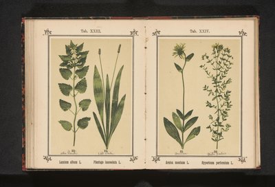 Arnica et millepertuis - Anonymous