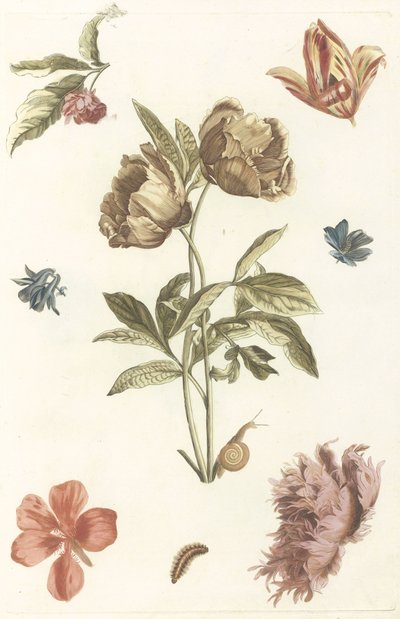 Fleurs diverses et une chenille - Anonymous