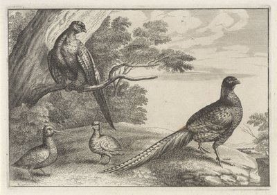 Quatre oiseaux - Anonymous