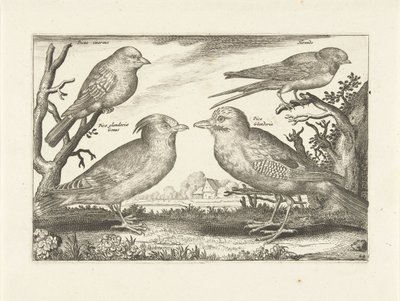 Quatre oiseaux - Anonymous