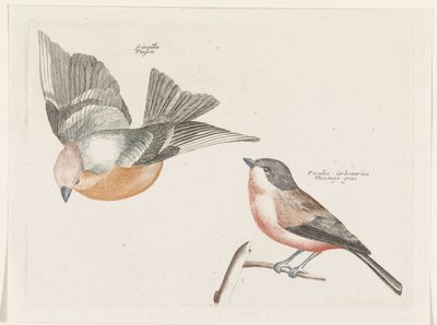 Pinson et mésange à flancs gris - Anonymous