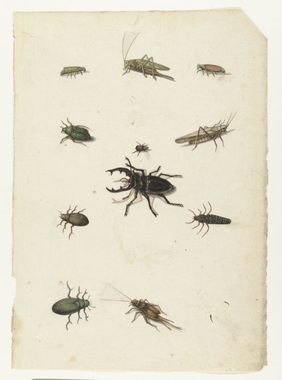 Cerf-volant, deux sauterelles et huit coléoptères (Lombard album) - Anonymous