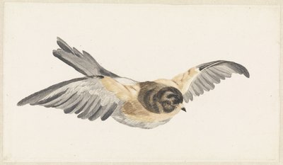 Pinson du Nord (Fringilla montifringilla) - Anonymous