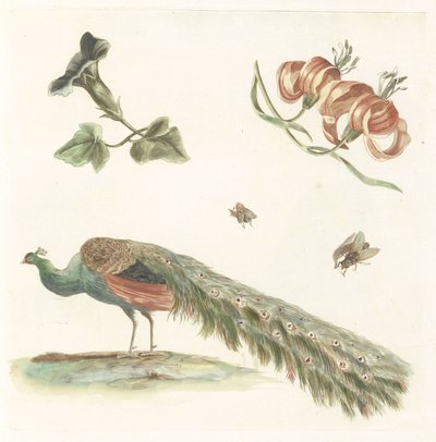 Liserons, lys, deux mouches et un paon - Anonymous