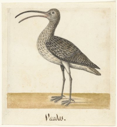 Courlis (Vecadas) (Lombard album) - Anonymous
