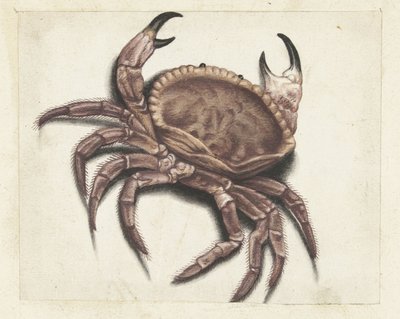 Crabe de mer - Anonymous