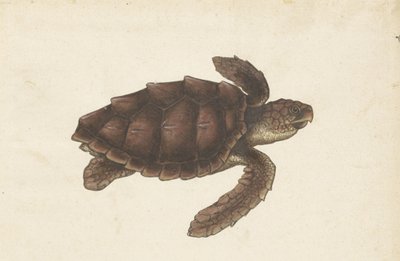Tortue de mer Tortugas - Eretmochelys imbricata / Tortue imbriquée / karetschildpad (titre sur l