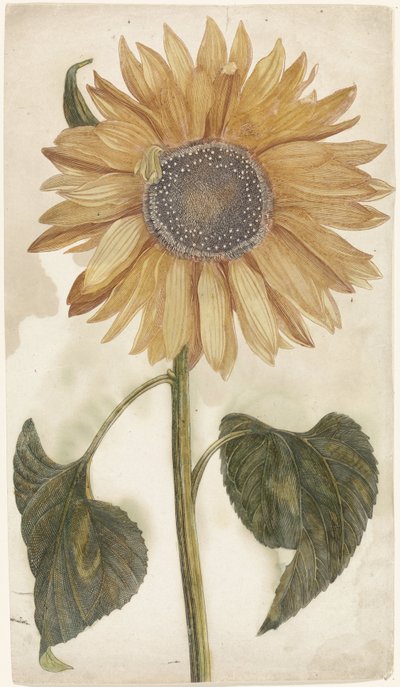 Tournesol - Anonymous