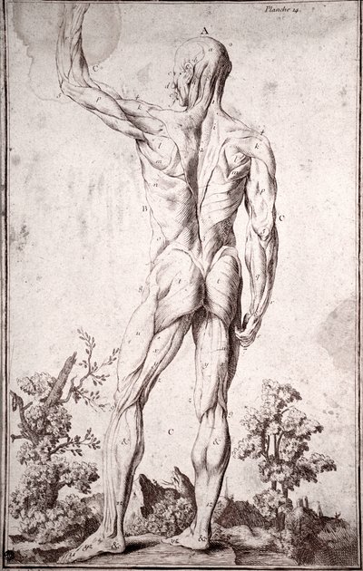Étude anatomique du système musculaire humain (gravure) - Anonymous Anonymous