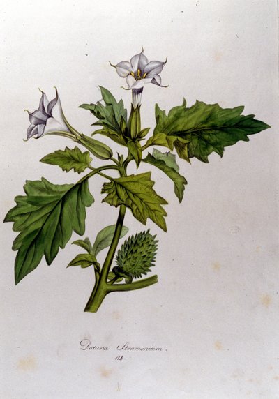 Planche botanique : Datura Stramonium. Gravure dans « Flora Monacensis » par Franz von Paula Schrank (1747-1835), naturaliste allemand, Monaco 1816 - Anonymous Anonymous