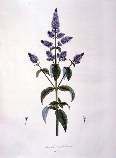 Planche botanique : menthe sauvage (mentha sylvestris). Gravure du 19ème siècle - Anonymous Anonymous