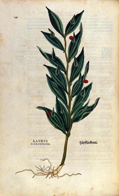 Planche botanique : laurus alexandrina (Laurier d