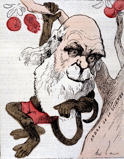 Caricature de Charles Robert Darwin (1809 - 1882) dans "La Lune" - Anonymous Anonymous
