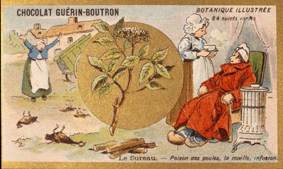 Sureau: poison des poules, moelle, infusion. Gravure (chromo). Chromolithographie publicitaire pour les chocolats Guérin-Boutron, fin XIXe siècle. Série botanique illustrée. - Anonymous Anonymous
