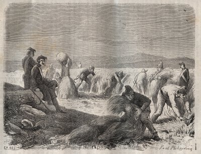 Récolte des forces au bagne de Belle-Île-en-Mer au XIXe siècle. Gravure dans « Histoire des bagnes depuis leur création à nos jours » (1877) par Pierre Zaccone. - Anonymous Anonymous