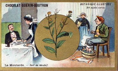 La moutarde sert de révulsif. Gravure (chromo). Chromolithographie publicitaire pour les chocolats Guerin-Boutron, fin du 19ème siècle. Série botanique illustrée - Anonymous Anonymous