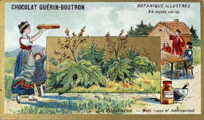 La rhubarbe : aliment et médicament russe. Gravure (chromo). Chromolithographie publicitaire pour les chocolats Guerin-Boutron, fin du 19ème siècle. Série botanique illustrée - Anonymous Anonymous
