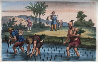 Plantation de riz, Chine - gravure de "Usi e Costumi di Tutti i Popoli dell