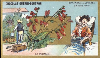 Publicité pour les chocolats Guerin-Boutron, fin du XIXe siècle. Série botanique illustrée - Anonymous Anonymous