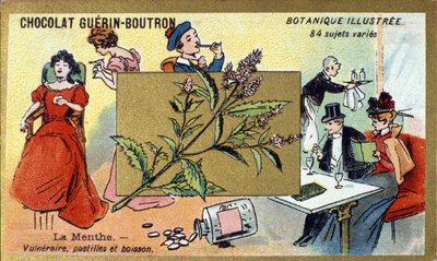 Menthe vulnérable, pastilles et boisson. Chromolithographie publicitaire pour les chocolats Guérin-Boutron, fin XIXe siècle. Série botanique illustrée - Anonymous Anonymous