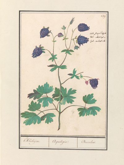 Aquilegia (Akelei / Akeleijen / Aquilegia / Aucolied) - Anselmus Boëtius de Boodt