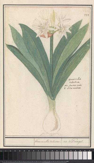 Amaryllis (Hippeastrum) - Anselmus Boëtius de Boodt