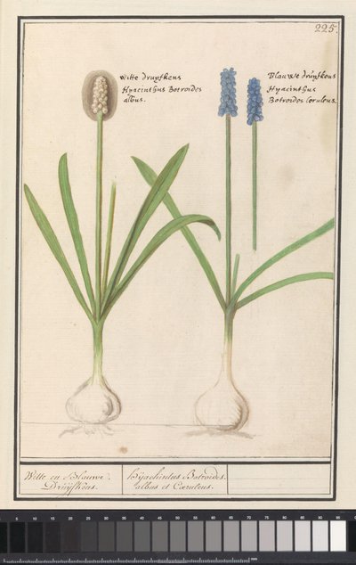 Muscari botryoides (Blauwe en witte druifjes / Witte en Blauwe Druijfkens / Dhijachintus Botroides. albus et Coeruleus) - Anselmus Boëtius de Boodt