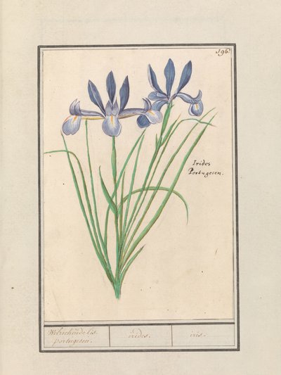 Iris bleu (Iris sibirica) - Anselmus Boëtius de Boodt