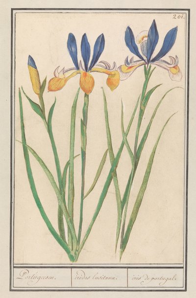 Iris sibirica (Iris sibirica) - Anselmus Boëtius de Boodt