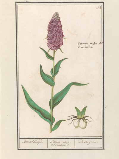 Orchis large (Dactylorhiza majalis) - Anselmus Boëtius de Boodt