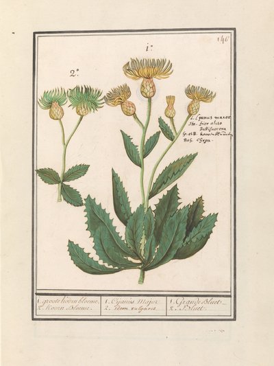 Centaurée (Centaurea) - Anselmus Boëtius de Boodt