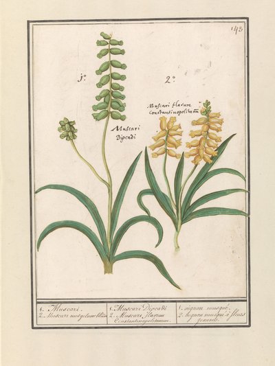 Muscari - Anselmus Boëtius de Boodt