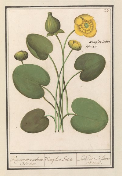 Nénuphar jaune (Nuphar lutea) - Anselmus Boëtius de Boodt