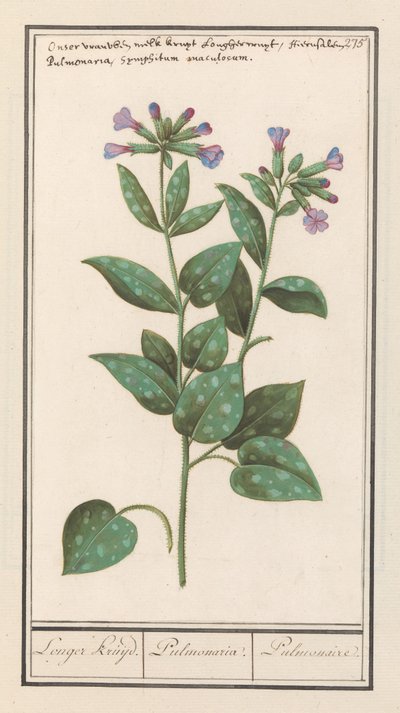 Pulmonaire officinale (Pulmonaria officinalis) - Anselmus Boëtius de Boodt