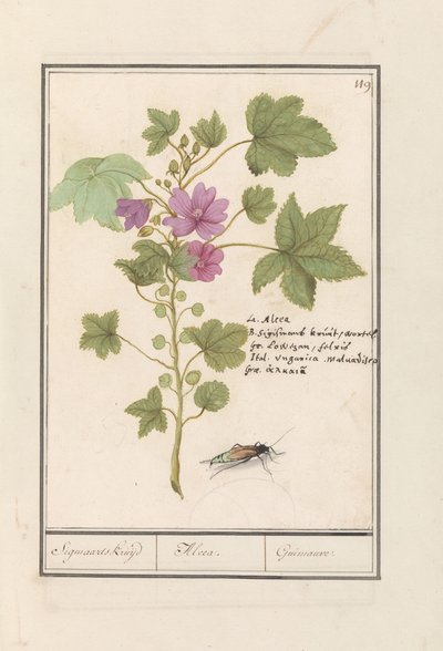 Grande mauve (Malva sylvestris) - Anselmus Boëtius de Boodt