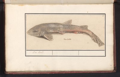 Hondshaai (Scyliorhinus canicula) - Anselmus Boëtius de Boodt