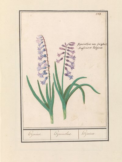 Hyacinthe (Hyacinthus orientalis) - Anselmus Boëtius de Boodt