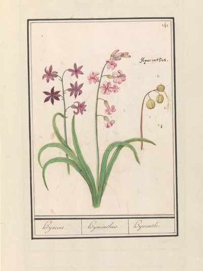 Jacinthe (Hyacinthus orientalis) - Anselmus Boëtius de Boodt