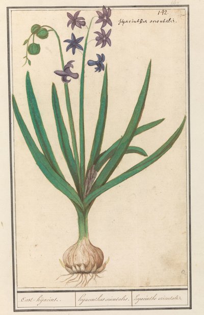 Hyacinthe orientale (Hyacinthus orientalis) - Anselmus Boëtius de Boodt
