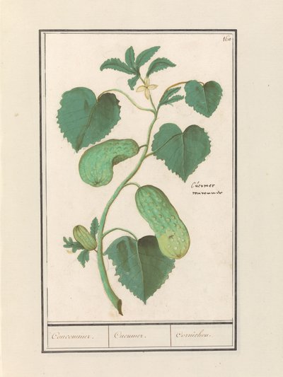 Concombre (Cucumis sativus) - Anselmus Boëtius de Boodt