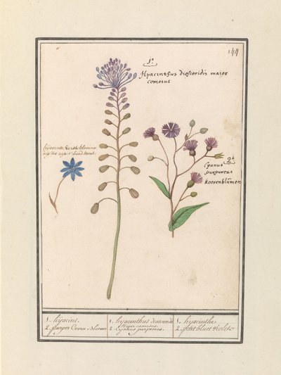 Muscari comosum et bleuet - Anselmus Boëtius de Boodt