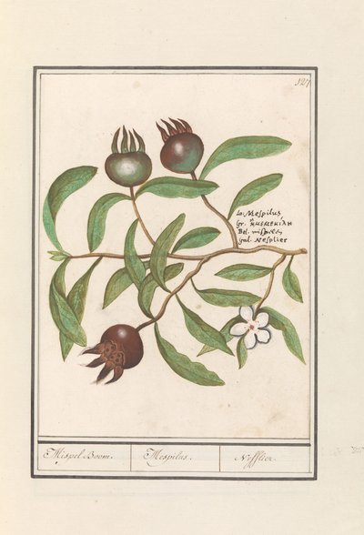 Néflier (Mespilus germanica) - Anselmus Boëtius de Boodt