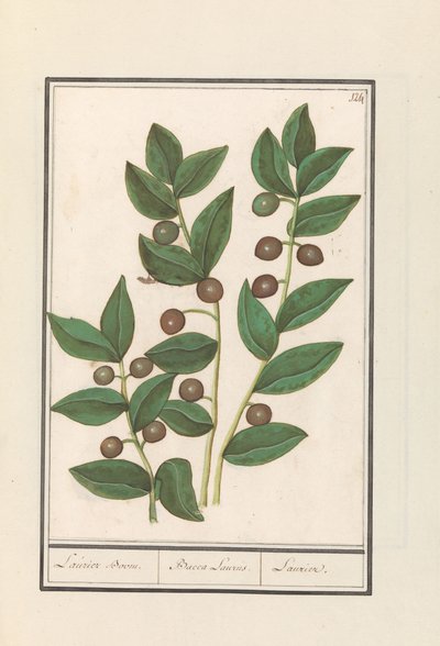 Olive (Olea europaea) Laurier (Bacca Laurus) - Anselmus Boëtius de Boodt