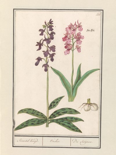 Orchidee (Orchidaceae) / Standel Kruijd. / Orchis. / Du Satijrion. - Anselmus Boëtius de Boodt