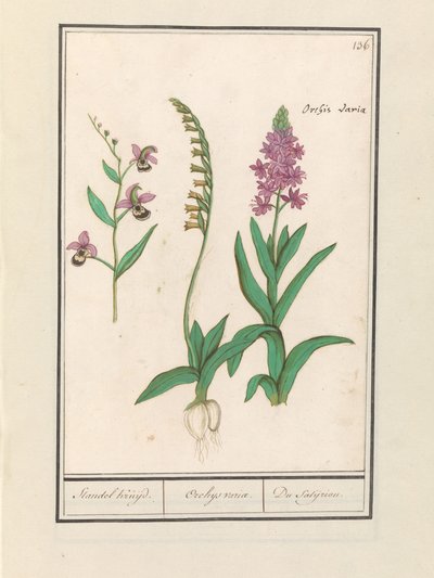 Orchidée (Orchidaceae) - Anselmus Boëtius de Boodt